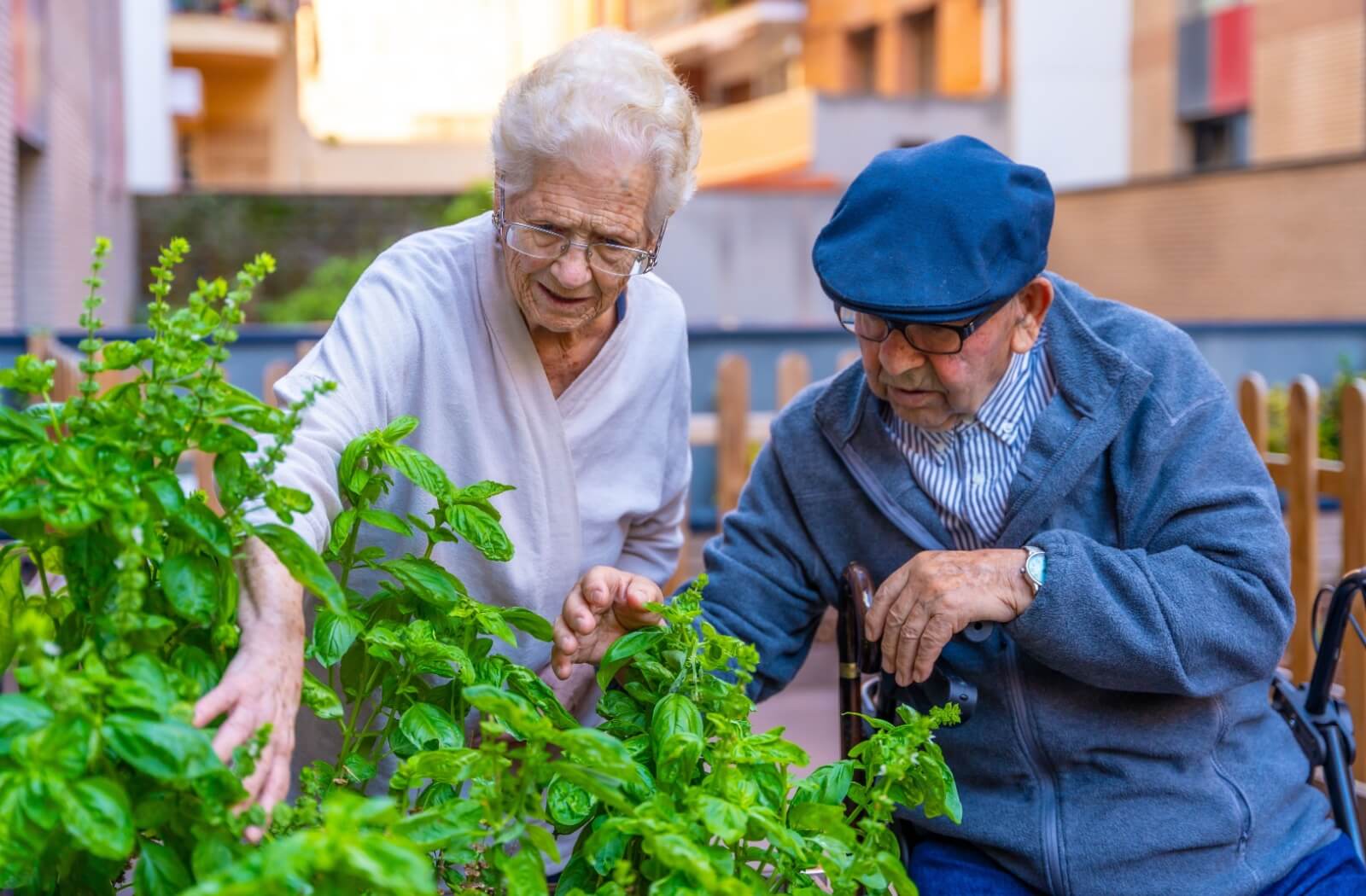 Two seniors sort through herb plants to plant in their garden, enjoying spending time in the outdoors
